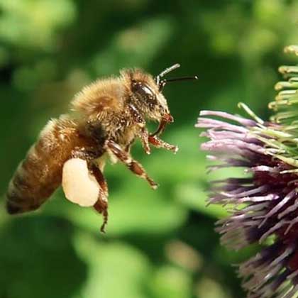 forager bee flying to a flower with honey