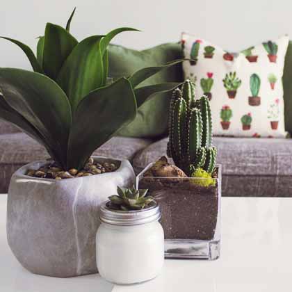 living room with green pillows and plants on the coffee table