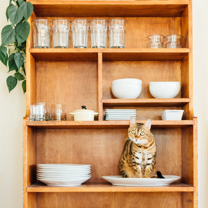 cat sitting on a shelf full of dishes