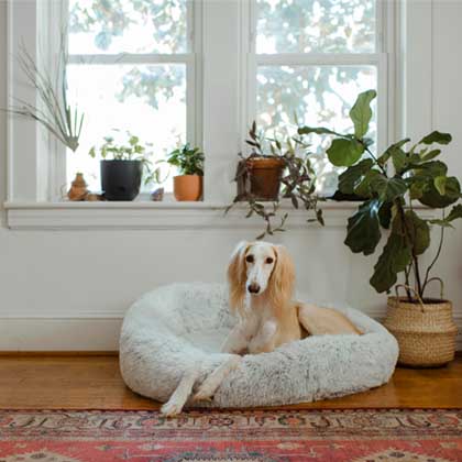dog lying on floor with plants all around it