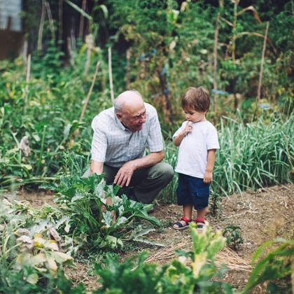little boy with grandpa in garden looking at plants
