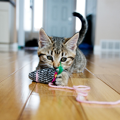 Kitten playing with toy on floor