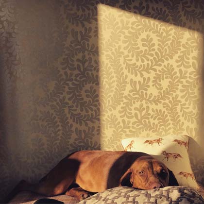 red dog laying on bed with pretty wallpaper on walls in background