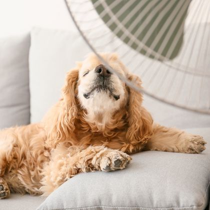cute dog in front of a fan