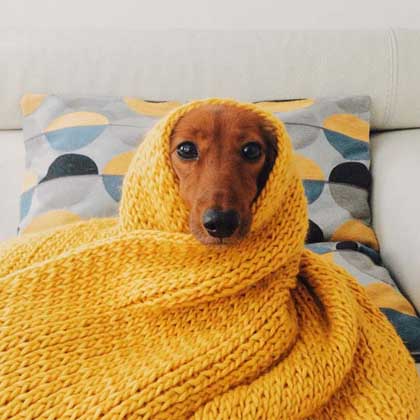 cute dog wrapped in a yellow blanket