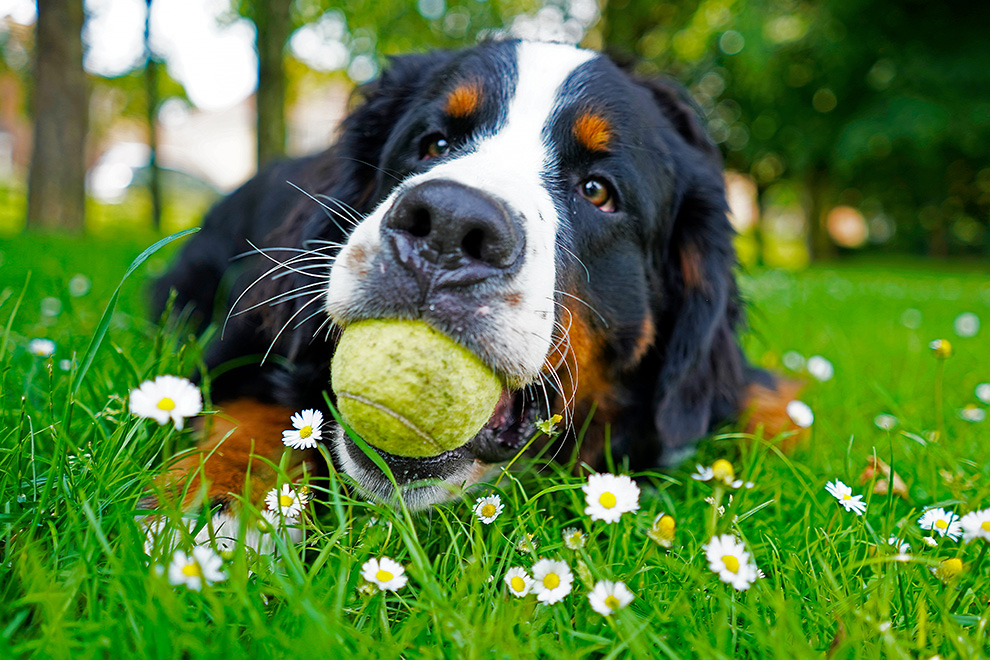 Dog outside with ball