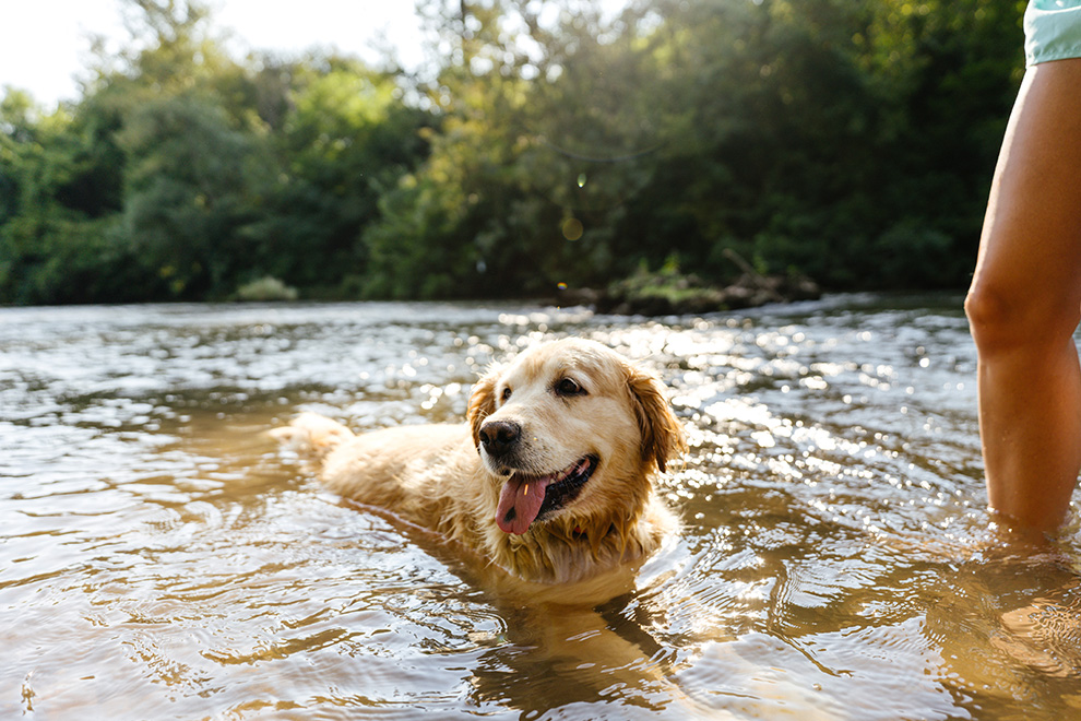 Dog swimming