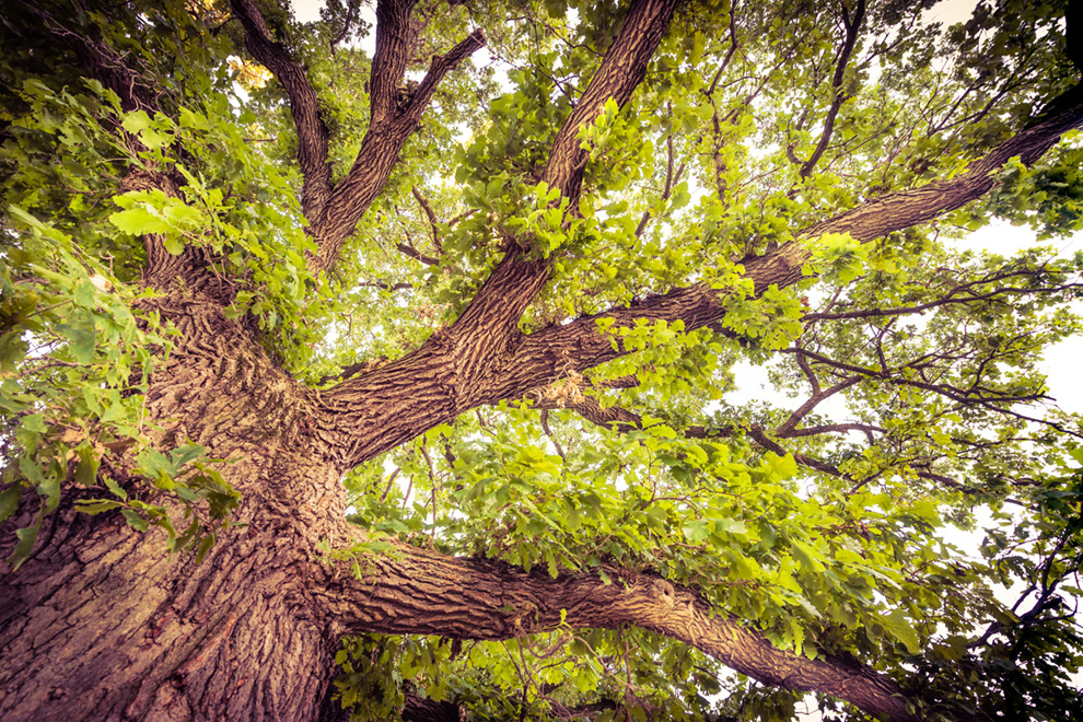 Photo of a tree blooming in Brookline, Kanata