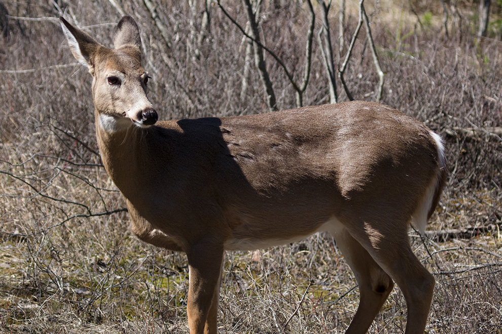 Deer outside