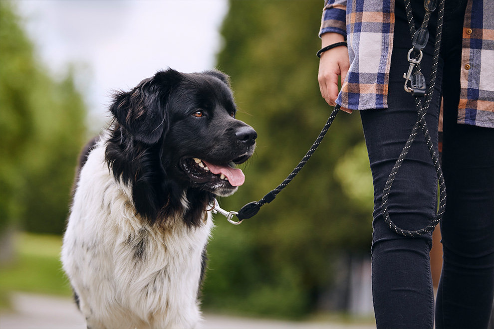 Dog walking outside on leash