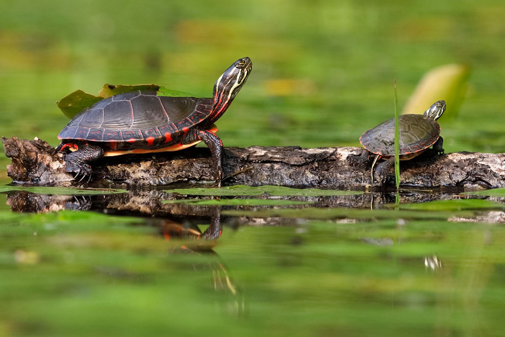 Turtles sunning on a log