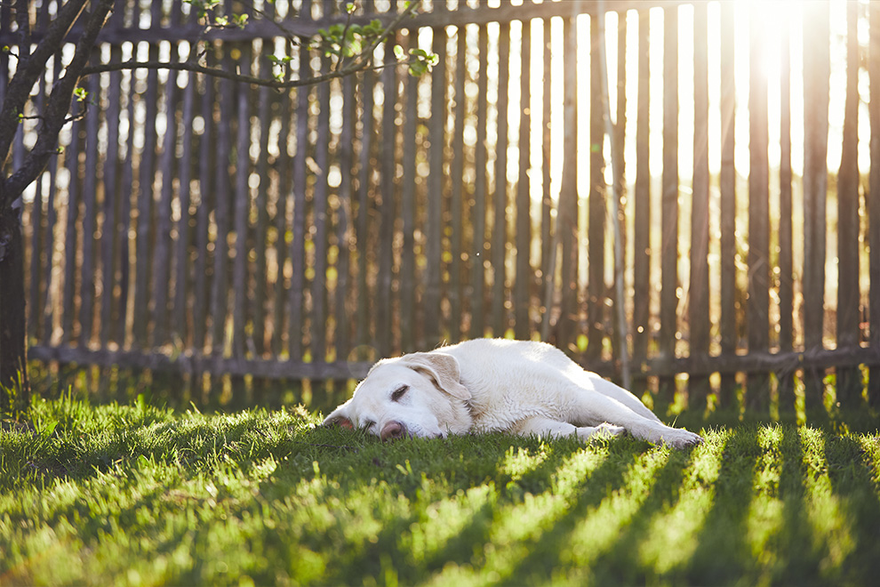 A sleepy dog dozes in the backyard and sun shines through the slats of the wooden fence.