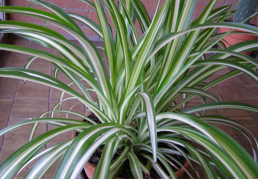 Spider plant 