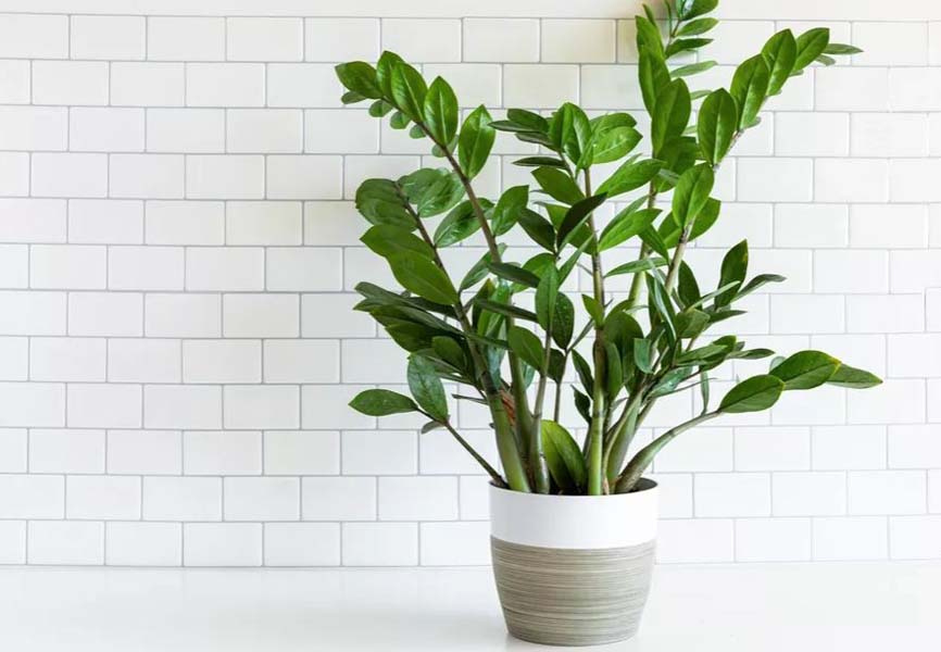 A plant in a pot on a kitchen counter