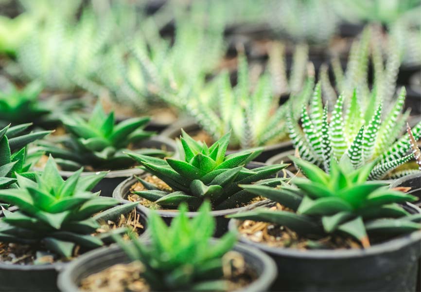 Aloe Vera Plant 