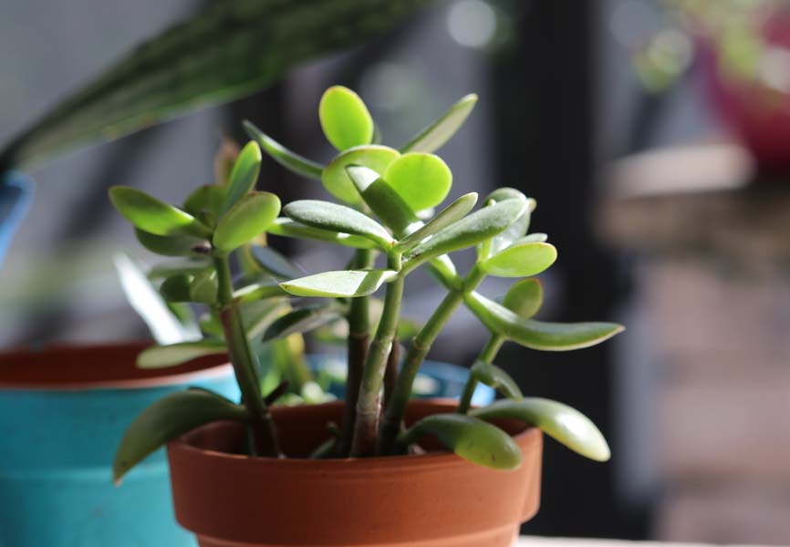 Jade plant in a orange pot