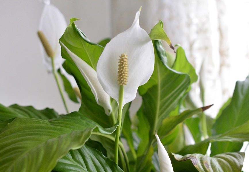 Indoor Lily plant 