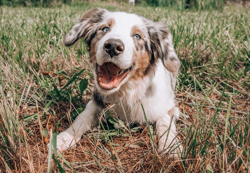 Dog laying in the grass at a dog park