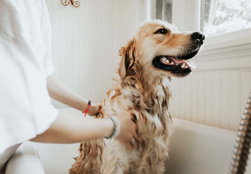 A dog getting a bath 