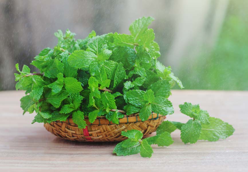 A small mint plant 