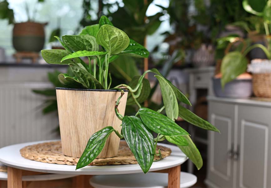 A pothos plant in pots