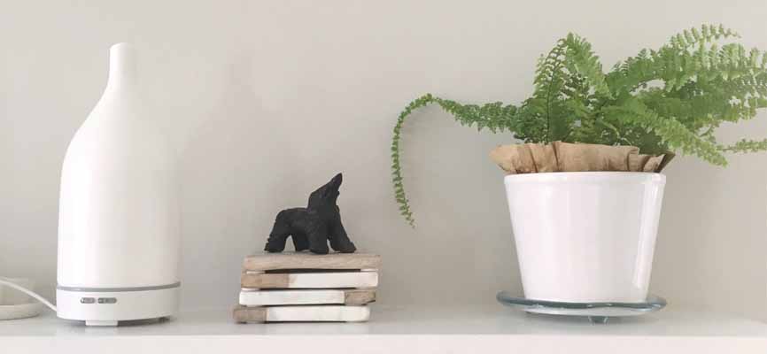 diffuser and plant on a shelf