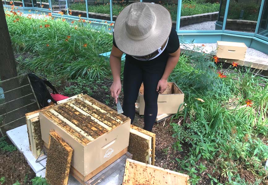 Bee keeper examining a beehive 
