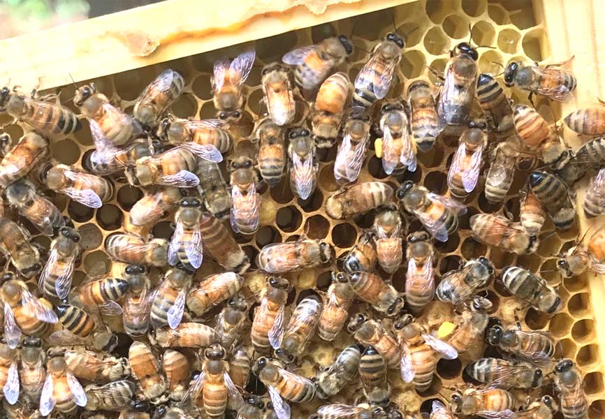 honey bees crawling on top of a honey comb