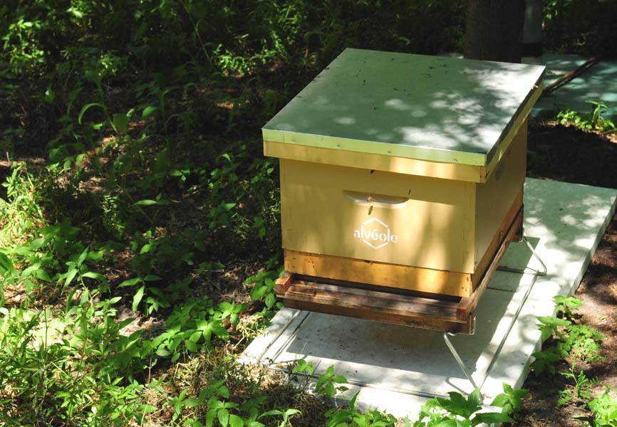 Honey Bee hive in the city 