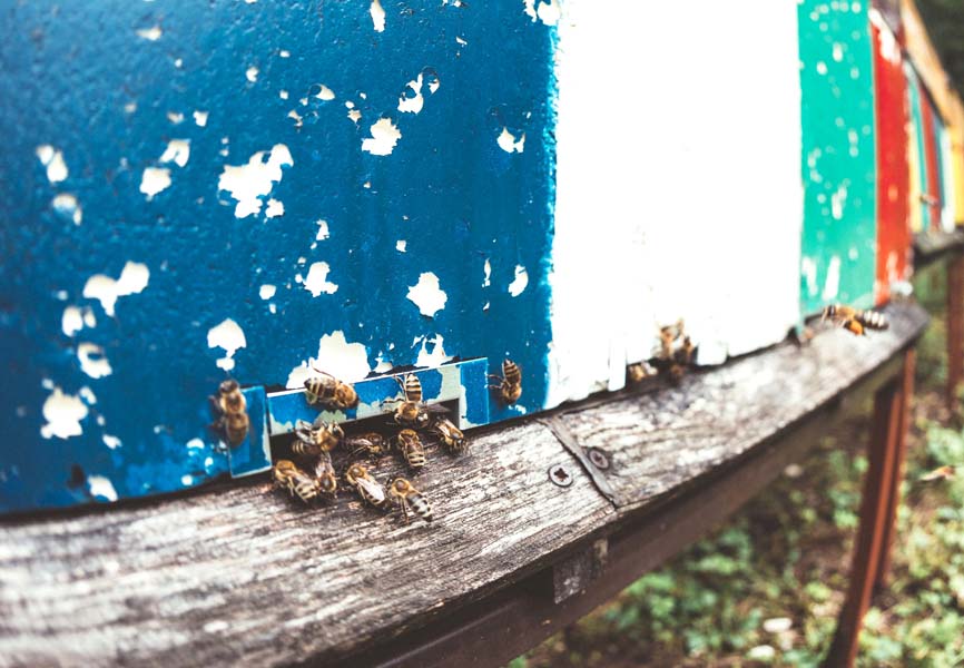 bees swarming a hole in a hive 
