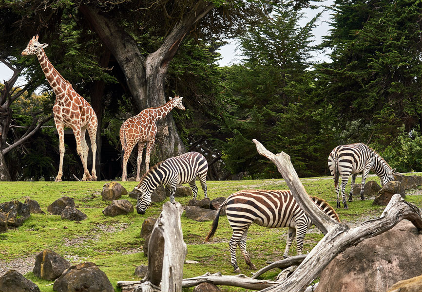 Zebras and Giraffes at a zoo