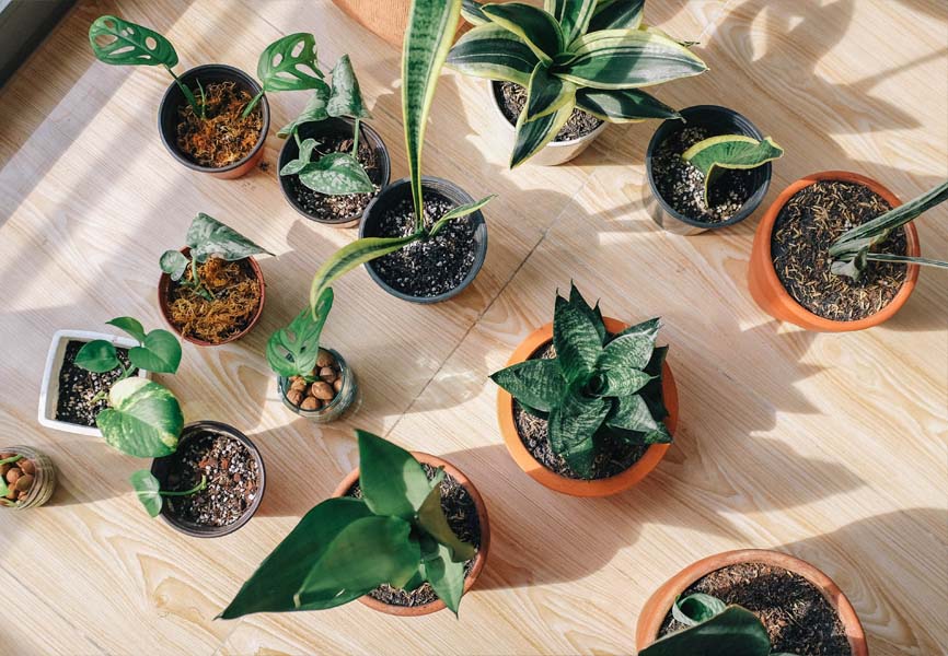 indoor plants growing inside 