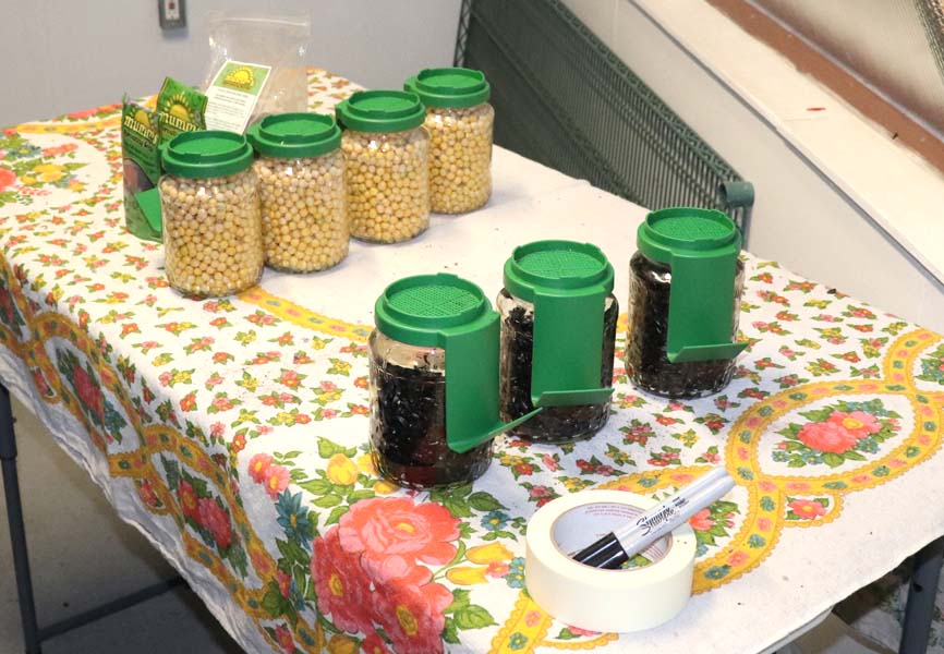 seeds lined up to be planted on a table 