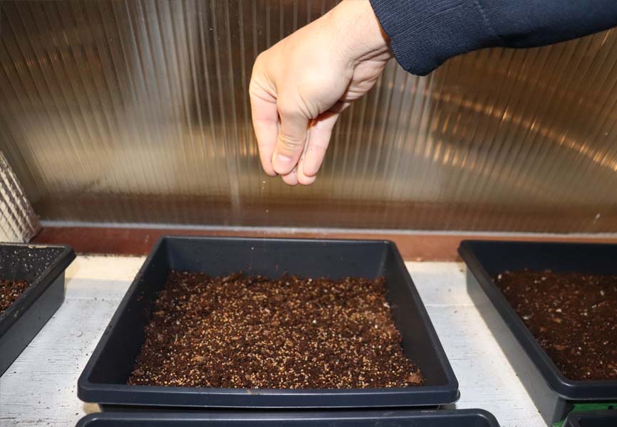 Sprinkling seeds into dirt 