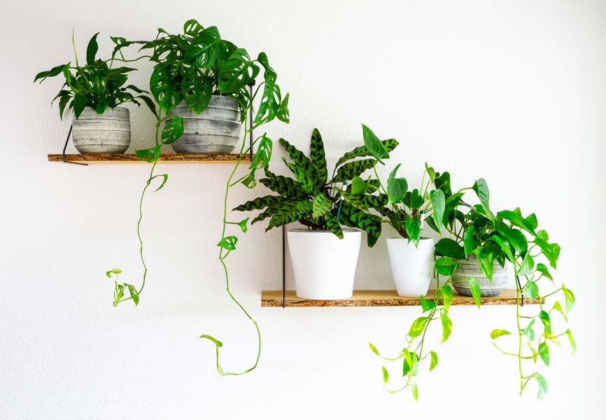 Indoor plants on a shelf 