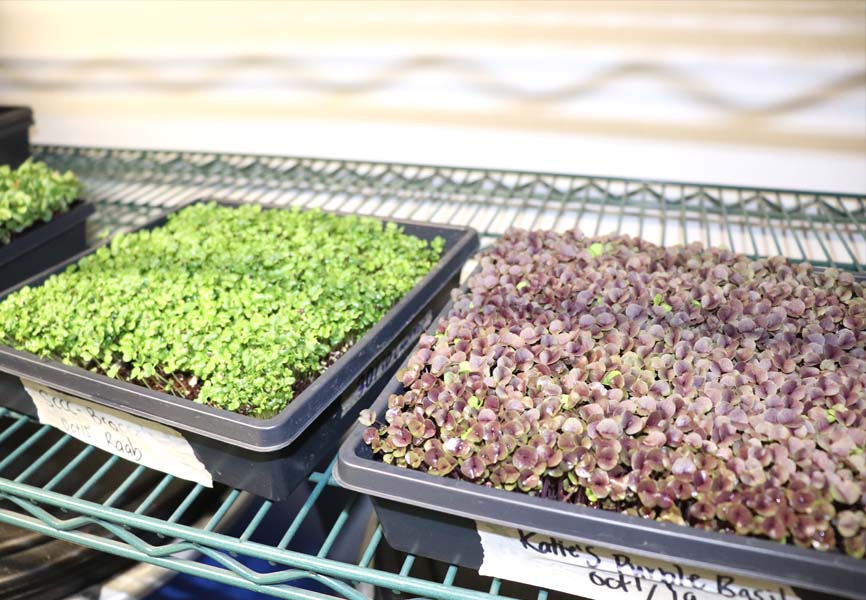 plants that are ready to be harvested 