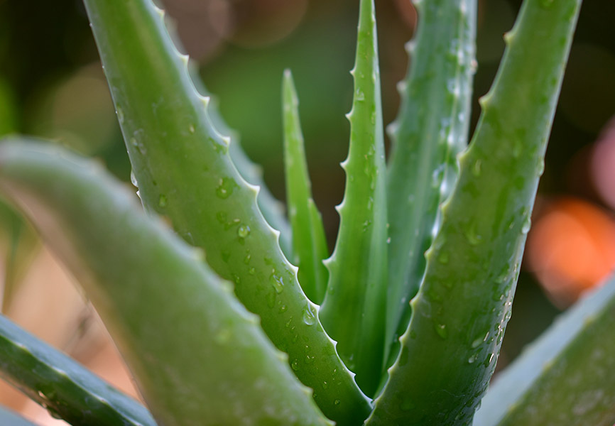 Aloe vera plant