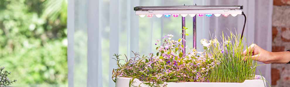 microgreen garden inside a house