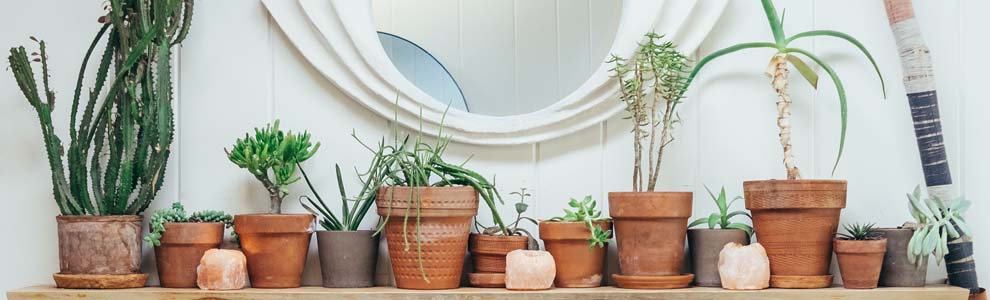 Potted plants lined up on a fire mantle