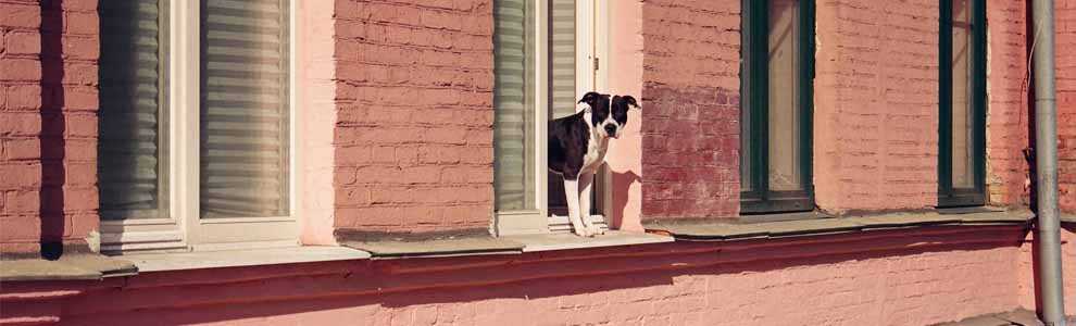 dog looking out the window of city apartment