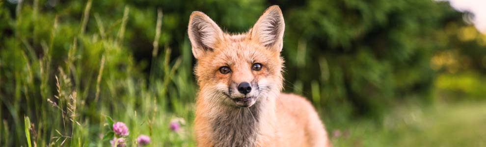 A red fox standing in the grass with purple flowers