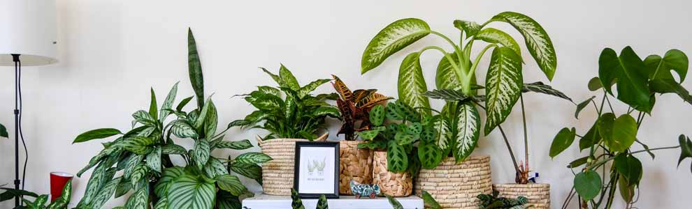 Best small space plants for a peaceful home - Blog | LIVE Better by Minto