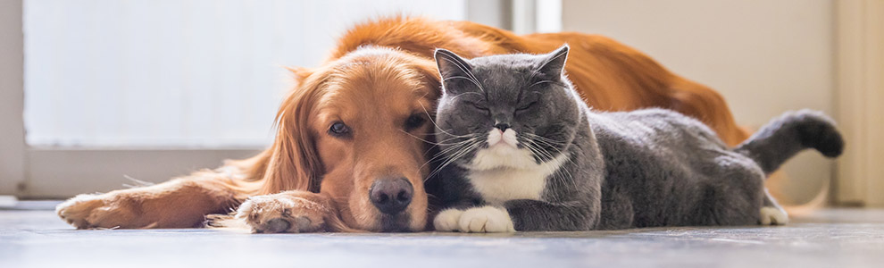 Proof that cats and dogs can be BFFs - Ontario SPCA and Humane Society