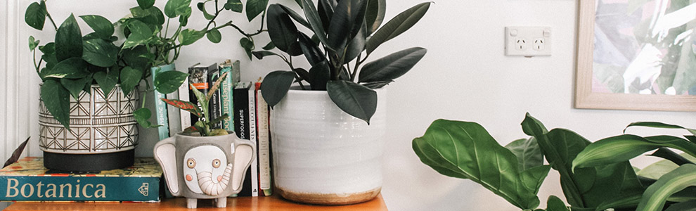 Small house plants and