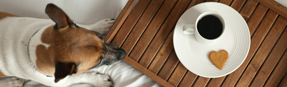 Dog laying down beside coffee and heart cookie