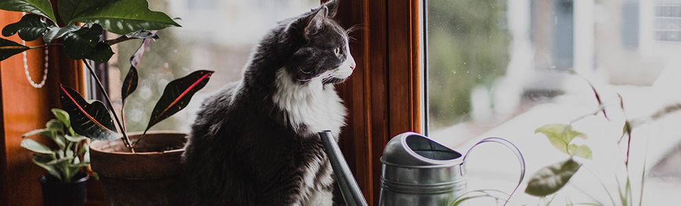 Cat sitting with plants