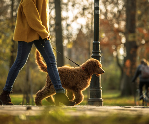 A dog running in a park in Toronto. New condos in Toronto by Minto Communities.